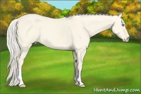 Horse Color:Cremello Dun 