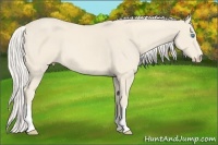 Horse Color:Cremello 