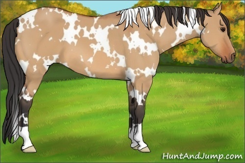 Horse Color:White Spotted Bay Dun