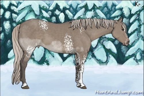 Horse Color:White Spotted Silver Grullo Sabino 