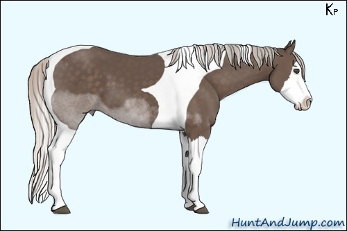 Horse Color:Silver Black Sabino Splash Tobiano 