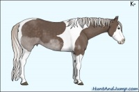 Horse Color:Silver Black Sabino Splash Tobiano