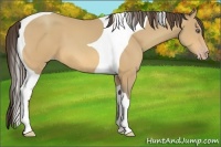 Horse Color:Amber Cream Champagne Tobiano 