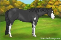 Horse Color:Black Sabino