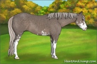 Horse Color:Unknown 