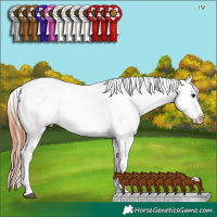 Horse Color:Brown Appaloosa