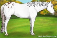 Horse Color:Brown Appaloosa