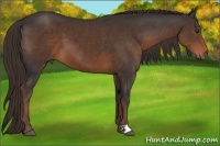 Horse Color:Liver Chestnut
