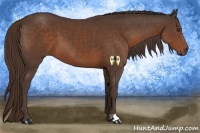 Horse Color:Liver Chestnut Frame 