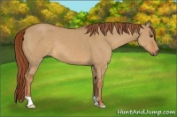 Horse Color:Unknown 