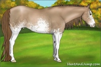 Horse Color:White Spotted Liver Chestnut Pearl 