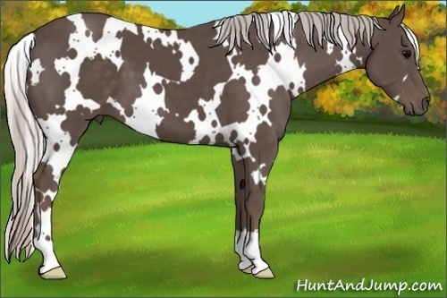 Horse Color:White Spotted Silver Black