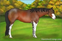 Horse Color:Bay Sabino 