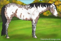 Horse Color:Bay Ice Sabino Splash Frame 