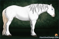 Horse Color:White Spotted Grullo Pearl Splash Snowcap Rabicano