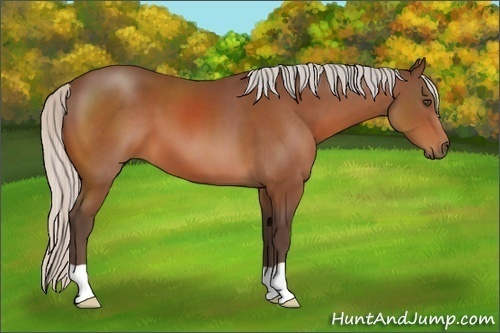 Horse Color:Unknown 