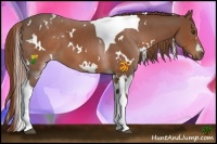 Horse Color:White Spotted Chestnut Tobiano 