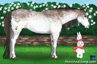 Horse Color:Plaid White Spotted Bay