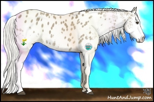 Horse Color:White Spotted Silver Smoky Black Splash Appaloosa 