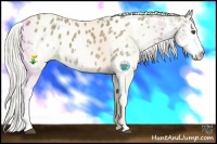 Horse Color:White Spotted Silver Smoky Black Splash Appaloosa 