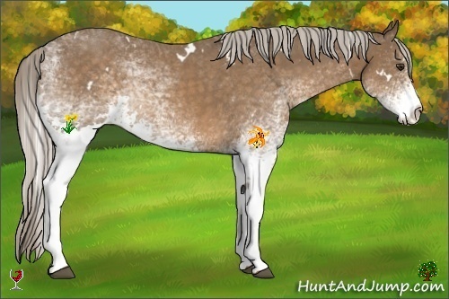 Horse Color:White Spotted Chocolate Palomino 