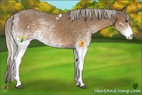 Horse Color:White Spotted Chocolate Palomino