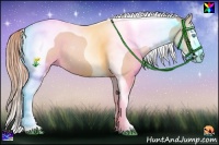 Horse Color:Buckskin Pearl Splash Tobiano