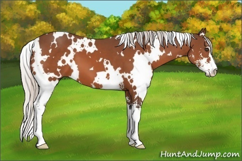 Horse Color:Unknown 