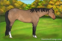 Horse Color:Unknown 