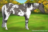 Horse Color:White Spotted Grullo