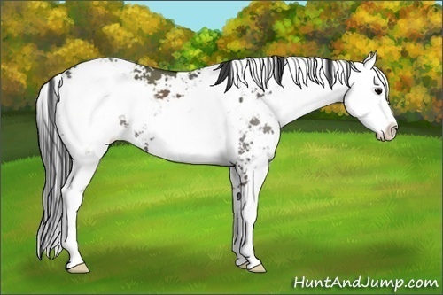 Horse Color:Grullo Sabino