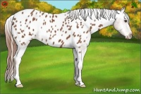 Horse Color:Chestnut Appaloosa 