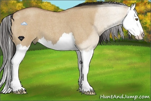 Horse Color:Buckskin Roan Dun Splash