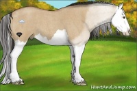 Horse Color:Buckskin Roan Dun Splash 