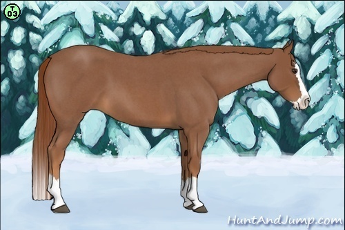 Horse Color:Red Roan Splash 