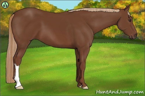 Horse Color:Chestnut 