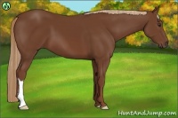 Horse Color:Chestnut 