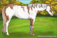 Horse Color:White Spotted Chestnut Frame