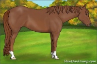 Horse Color:Chestnut 