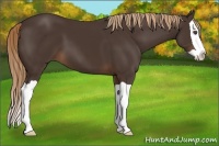 Horse Color:Liver Chestnut Splash 