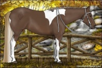 Horse Color:Liver Chestnut Tobiano