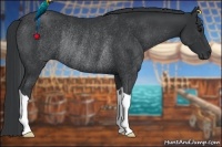 Horse Color:Black Rabicano 