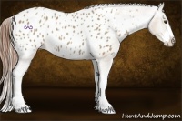 Horse Color:Classic Champagne Splash Frame Appaloosa 