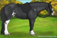 Horse Color:Black Sabino 