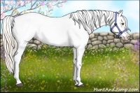 Horse Color:Palomino Roan Dun Varnish 
