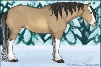 Horse Color:Buckskin Dun Splash 