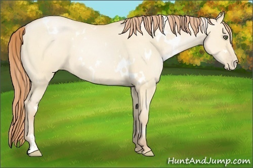 Horse Color:White Spotted Buckskin Pearl Dun Sabino 