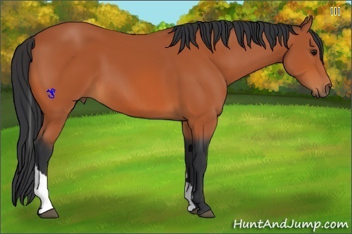 Horse Color:Bay Tobiano 