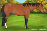 Horse Color:Bay Tobiano 
