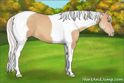 Horse Color:Silver Amber Champagne Tobiano